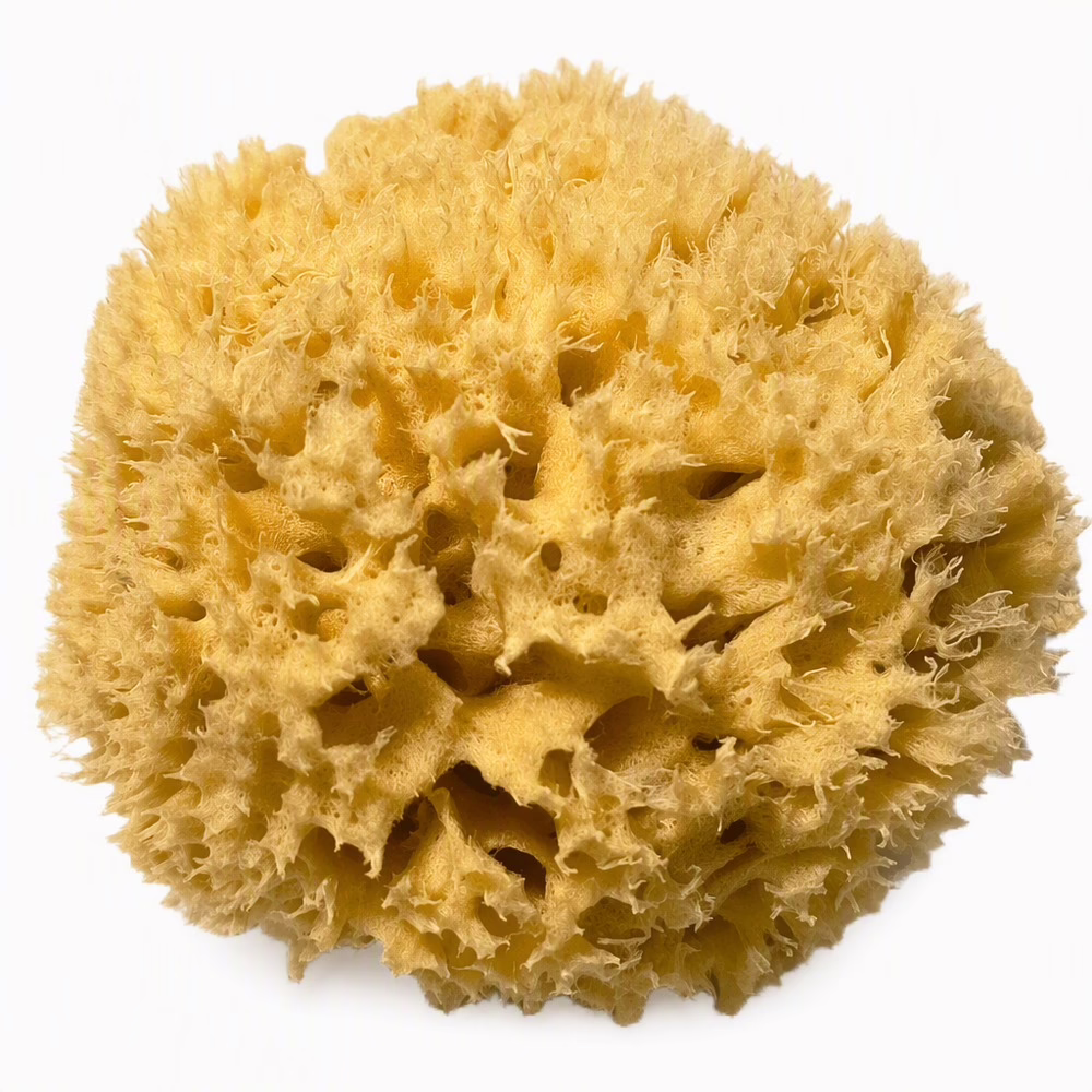 Purely-Good-Natuurlijke-spons-Natuurlijke-spons-close-up