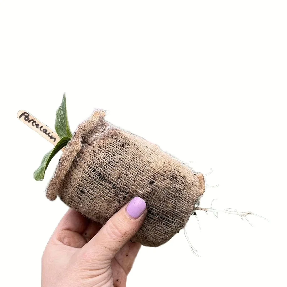 Hand houdt een biologisch Wool Pots kweekpotje vast met een uitstekend wortelstelsel en een label met de naam Porcelain