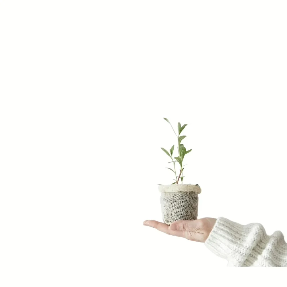 Hand houdt biologisch Wool Pots kweekpotje van wol vast met jonge plantscheut erin