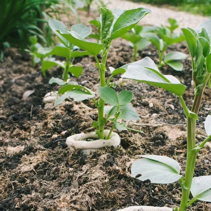 Wool pots beschermen jonge groentescheuten in de moestuinaarde tegen slakken